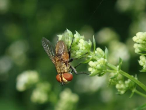 Clytiomya continua
